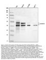 Anti-RUNX3 Antibody Picoband®