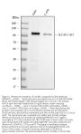 Anti-SLC4A1/CD233/Band 3 Antibody Picoband®
