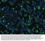 Anti-SLC4A1/CD233/Band 3 Antibody Picoband®