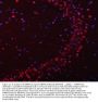 Anti-SNRPN Antibody Picoband®