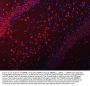 Anti-SNRPN Antibody Picoband®