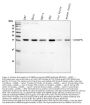 Anti-SNRPN Antibody Picoband®