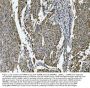 Anti-SNRPN Antibody Picoband®
