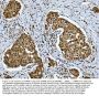 Anti-SNRPN Antibody Picoband®