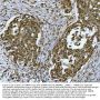 Anti-SNRPN Antibody Picoband®