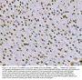 Anti-SNRPN Antibody Picoband®
