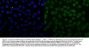 Anti-SNRPN Antibody Picoband®