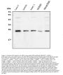 Anti-mtTFA/TFAM Antibody Picoband®