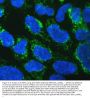 Anti-mtTFA/TFAM Antibody Picoband®
