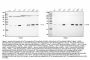 Anti-mtTFA/TFAM Antibody Picoband®