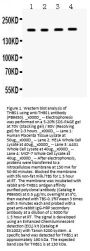 Anti-Thrombospondin/THBS1 Antibody Picoband®