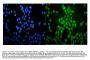 Anti-VCP Antibody Picoband®