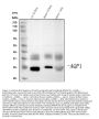 Anti-Aquaporin 1/AQP1 Antibody Picoband®