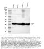 Anti-Aquaporin 4/AQP4 Antibody Picoband®