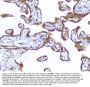 Anti-CD46 Antibody Picoband®