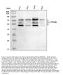 Anti-CD46 Antibody Picoband®