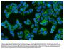 Anti-CD46 Antibody Picoband®