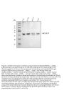Anti-Bcl10 Antibody Picoband®