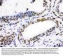 Anti-CDK1 Antibody Picoband®