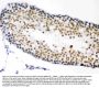 Anti-CDK1 Antibody Picoband®
