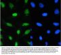 Anti-CDK1 Antibody Picoband®