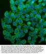 Anti-Cytochrome P450 1A1/CYP1A1 Antibody Picoband®