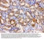 Anti-Cytochrome P450 1A1/CYP1A1 Antibody Picoband®