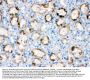 Anti-Cytochrome P450 1A1/CYP1A1 Antibody Picoband®