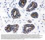 Anti-Cytochrome P450 1A1/CYP1A1 Antibody Picoband®