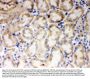 Anti-Cytochrome P450 1A1/CYP1A1 Antibody Picoband®