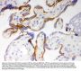Anti-Cytochrome P450 1A1/CYP1A1 Antibody Picoband®