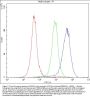 Anti-Cytochrome P450 1A1/CYP1A1 Antibody Picoband®