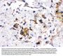 Anti-Cytochrome P450 1A2/CYP1A2 Antibody Picoband®