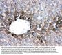 Anti-Cytochrome P450 1A2/CYP1A2 Antibody Picoband®