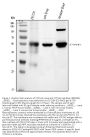 Anti-Cytochrome P450 1A2/CYP1A2 Antibody Picoband®