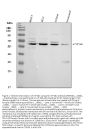 Anti-CYP1B1 Antibody Picoband®