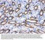 Anti-CYP1B1 Antibody Picoband®
