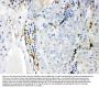 Anti-CYP1B1 Antibody Picoband®