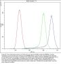 Anti-CYP1B1 Antibody Picoband®