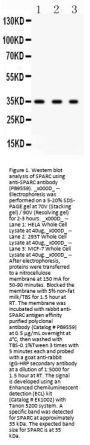 Anti-SPARC Antibody Picoband®