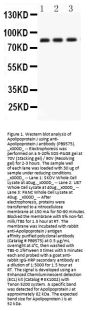 Anti-Apolipoprotein J/CLU Antibody Picoband®