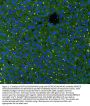 Anti-GSTA1/GSTA2/GSTA3/GSTA4/GSTA5 Antibody Picoband®