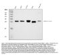 Anti-GSTA1/GSTA2/GSTA3/GSTA4/GSTA5 Antibody Picoband®