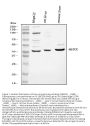 Anti-Hex/HHEX Antibody Picoband®