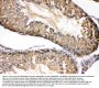 Anti-Hsp90 beta/HSP90AB1 Antibody Picoband®