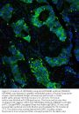 Anti-Hsp90 beta/HSP90AB1 Antibody Picoband®