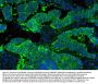 Anti-Hsp90 beta/HSP90AB1 Antibody Picoband®