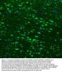 Anti-Hsp90 beta/HSP90AB1 Antibody Picoband®