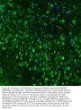 Anti-Hsp90 beta/HSP90AB1 Antibody Picoband®