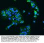 Anti-Hsp90 beta/HSP90AB1 Antibody Picoband®